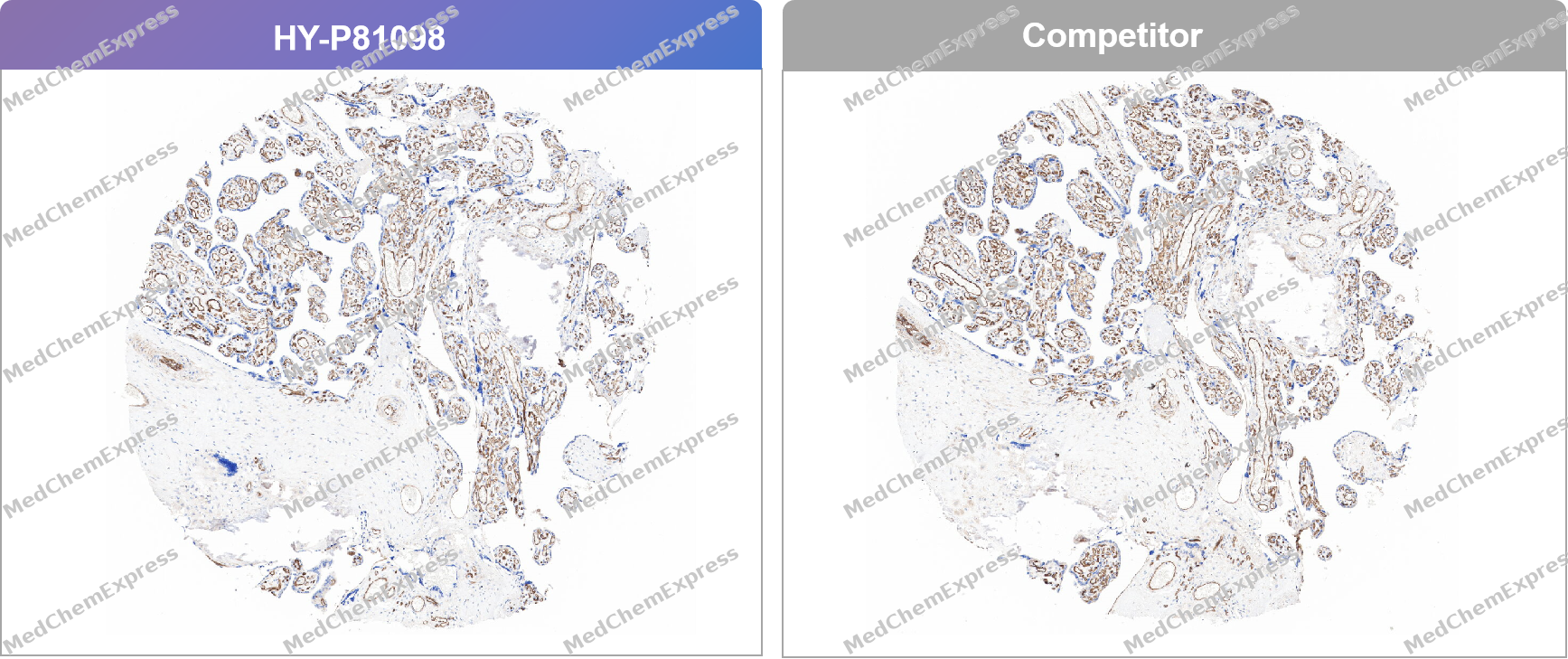 Experimental Validation Results for CD34 Antibody
