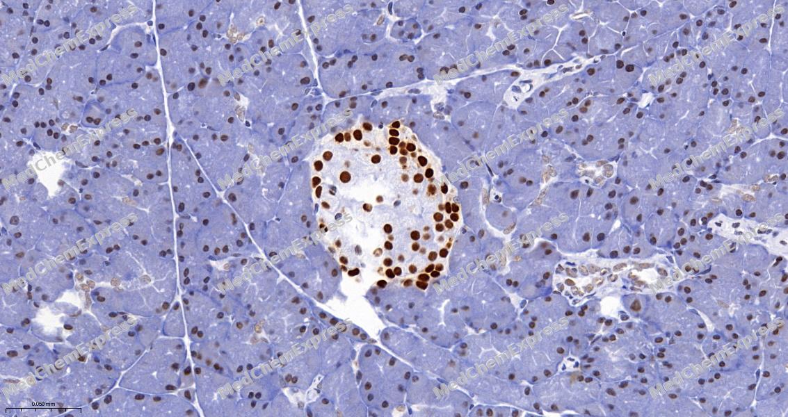 Experimental Validation Results for hnRNP K Antibody (YA1194)