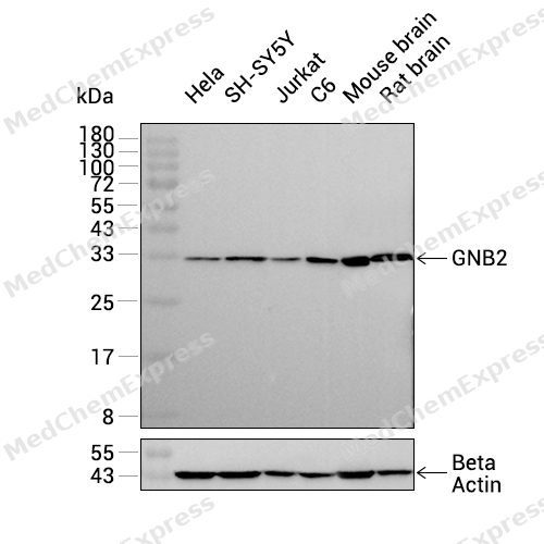 Experimental Validation Results for GNB2 Antibody (YA1613)