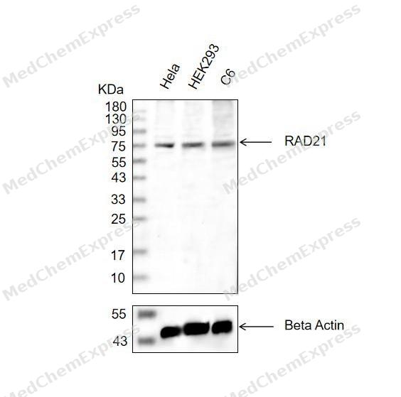 Experimental Validation Results for Rad21 Antibody (YA3546)