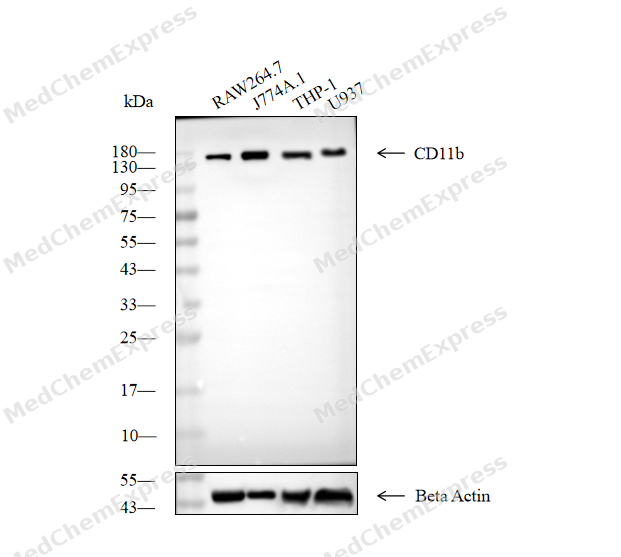 Experimental Validation Results for CD11b Antibody (YA6001)