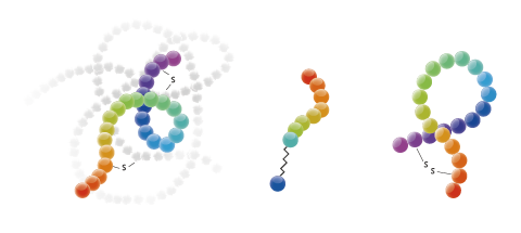 Custom Peptide Synthesis