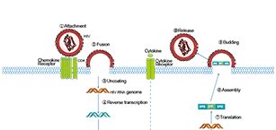 Anti-infection Related Signaling Pathway