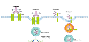 Antibody Drug Conjugate Adc Related 阻害剤 Agonists Modulators Antagonists Medchemexpress Com Antibody Drug Conjugate Adc Related 阻害剤 Agonists Modulators Antagonists Medchemexpress Com