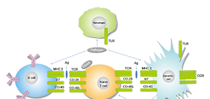 Immunology/Inflammation Related Signaling Pathway