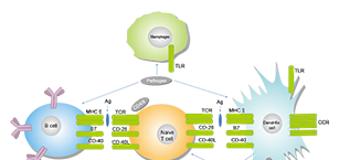 Immunology/Inflammation