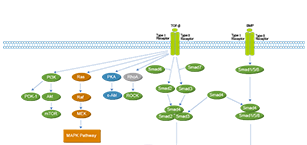 TGF-beta/Smad Related Signaling Pathway