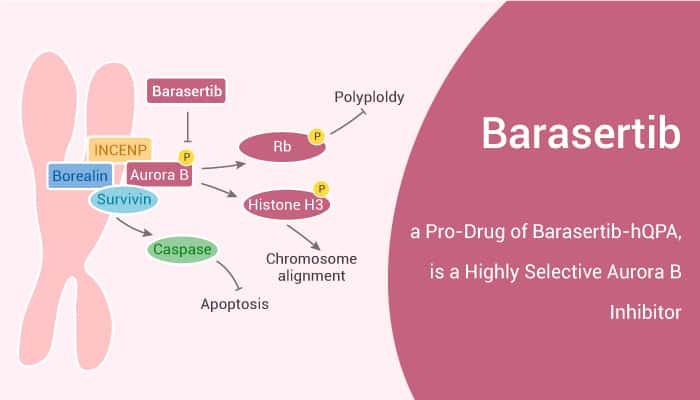 Barasertib (AZD1152), a Pro-Drug of Barasertib-hQPA, is a Highly Selective Aurora B Inhibitor