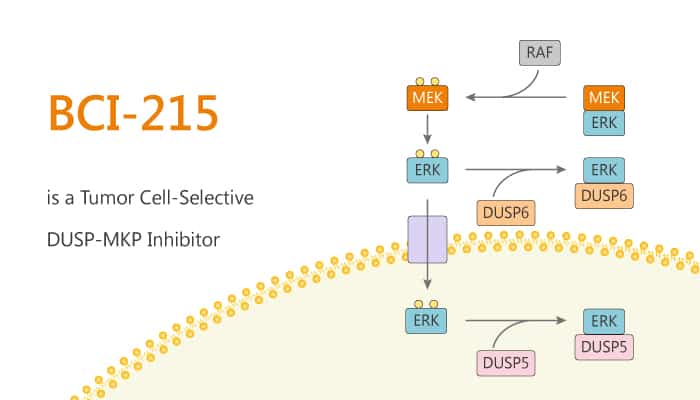 BCI-215 is a Tumor Cell-Selective DUSP-MKP Inhibitor