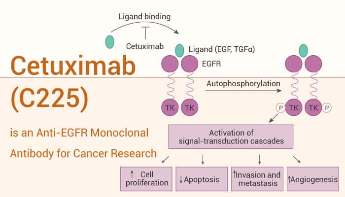 Cetuximab (C225) is an Anti-EGFR Monoclonal Antibody for Cancer Research
