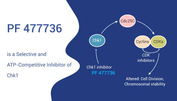 PF 477736 (PF 00477736) is a Selective and ATP-Competitive Inhibitor of Chk1