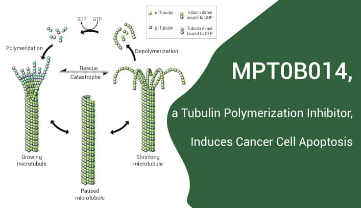 MPT0B014, a Tubulin Polymerization Inhibitor Induces Cancer Cell Apoptosis