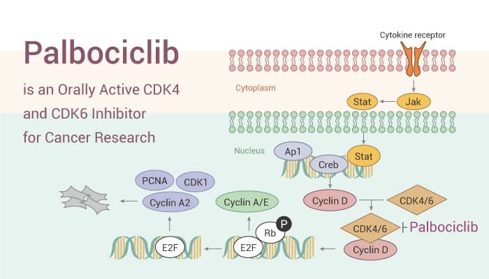 Palbociclib is an Orally Active CDK4 and CDK6 Inhibitor for Cancer Research